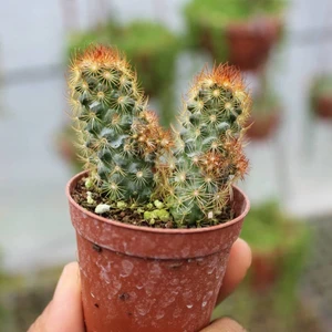 Berke Fidancılık Kızıl Kaktüs - Radyasyon Düşmanı (5.5 Cm Saksıda Özel Ürün)