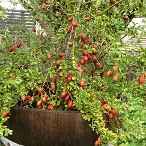 Berke Fidancılık Avusturalya Blood-Kırmızı Lime Limon Fidanı Nadir Çeşit 5 Yaşlı Tüplü