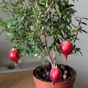 Berke Fidancılık Süs Narı (Bonsai) Fidani (Son 20 Adet)