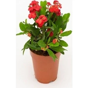 Berke Fidancılık İthal  Kırmızı Euphorbia Milli / Dikenler Tacı Saksıda Büyük Boy