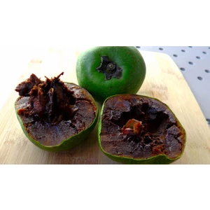 Diospyros Digyna Black Sapote Çikolata Meyvesi Fidanı 40-60 Cm Saksıda