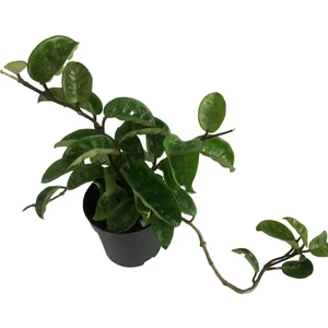 Armenbotanik Hoya Carnosa Mum Çiçeği