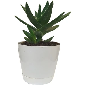 Toru Bahçe Aloevera Bitkisi Dikenli 10-25 cm Salon ve Balkon Çiçeği