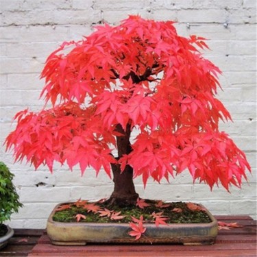 Boothas Krmz Japon Aac Bonsai Tohumu 10'lu + Saks + Fiyat