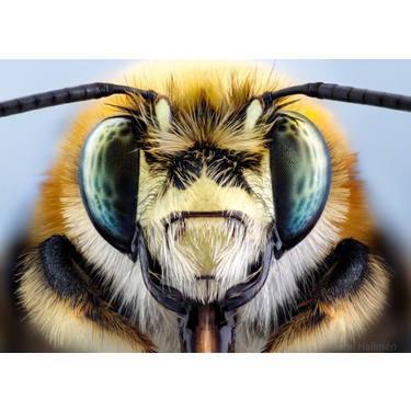 【専用】Venus Laowa 100mm f/2.8 2X Canon RF用 Amazon.co.jp: Venus Laowa 100mm f/2.8 2X ウルトラマクロAPOレンズ