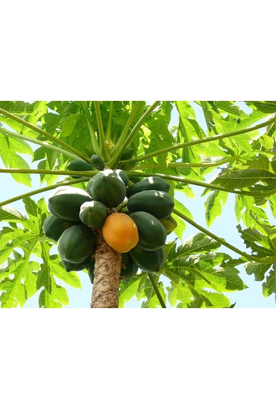 Plantistanbul Carica Papaya Meleklerin Meyvesi 40-50 Cm Saksıda