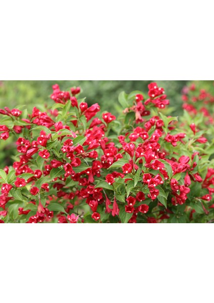 Yeşil Yapraklı Kırmızı Çiçekli Gelin Tacı Saksıda