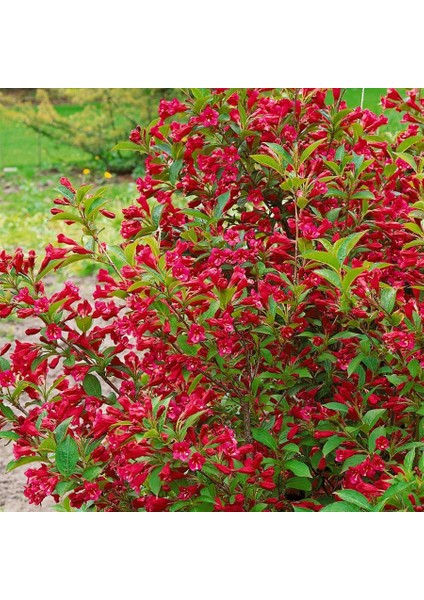 Yeşil Yapraklı Kırmızı Çiçekli Gelin Tacı Saksıda fiyatları