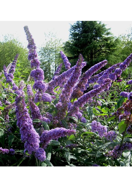 Lila Kelebek Çalısı Saksıda