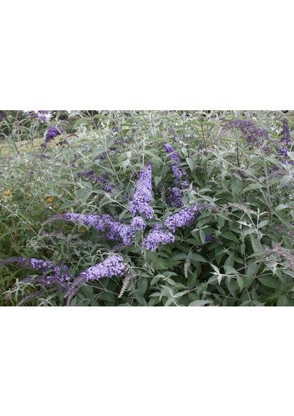 Lila Kelebek Çalısı Saksıda fiyatları