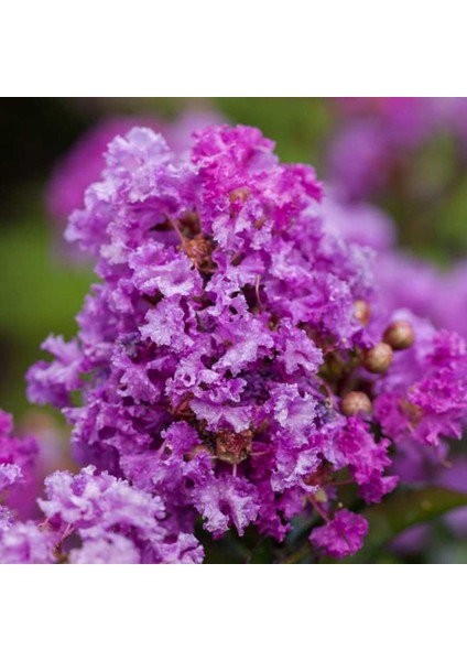 Mor Oya Ağacı Saksıda