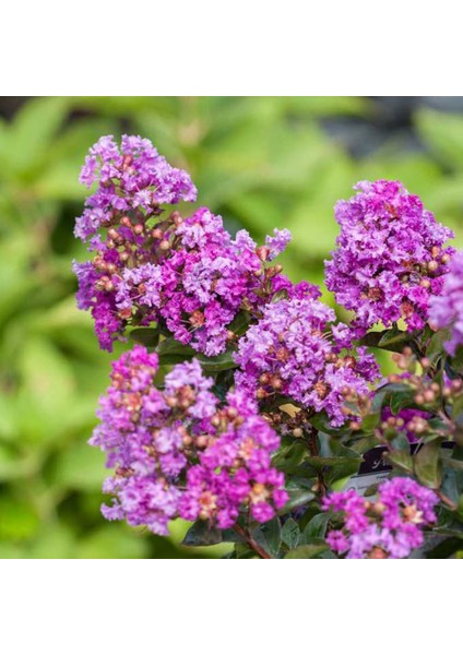 Mor Oya Ağacı Saksıda fiyatları