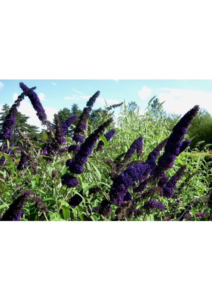 Koyu Mor Kelebek Çalısı Saksıda