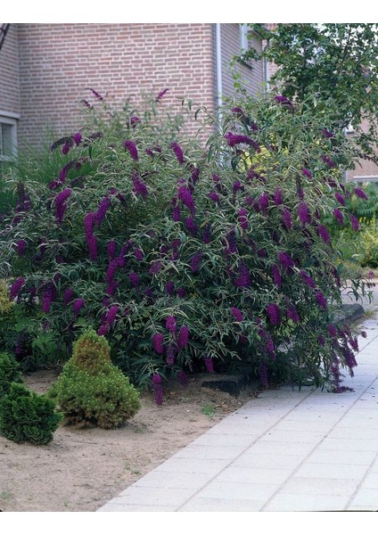 Koyu Mor Kelebek Çalısı Saksıda fiyatları