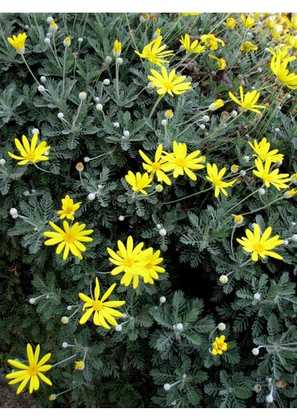 Euryops Pectinatus Munchkin Gri Yapraklı Sarı Çalı Papatyası Saksıda