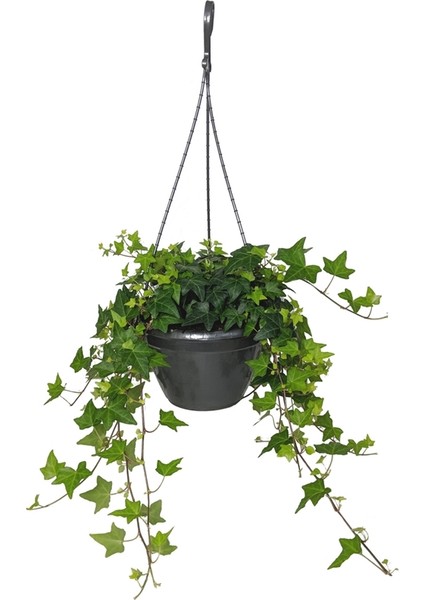 Yeşil Duvar Sarmaşığı Askılı Saksıda