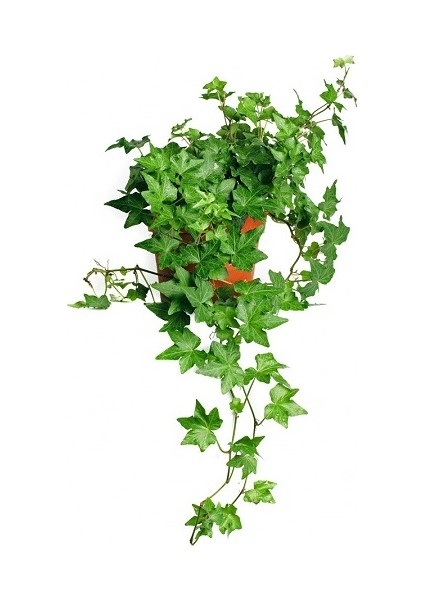 Yeşil Duvar Sarmaşığı Askılı Saksıda fiyatları