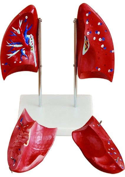 Akciğer Modeli - Gerçek Boyut - Canlı Gerçeğe Uygun Renkler - 28cm x 14cm x 30cm - Kaideli