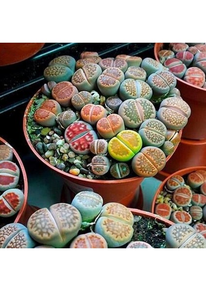 Karışık Lithops Tohumu 20'li + Torf + Saksı + Tohum