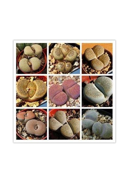 Karışık Lithops Tohumu 20'li + Torf + Saksı + Tohum