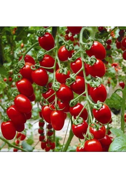 Cherry Domates Tohumu Organik Domates Tohumu 20'li + Torf + Saksı + Tohum fiyatları