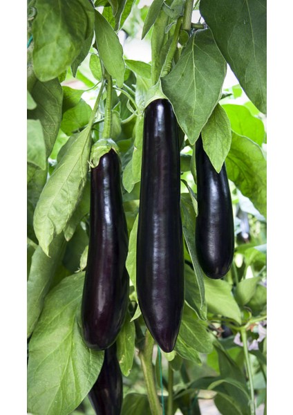 Siyah Tatlı Patlıcan Organik Patlıcan Tohumu 50'li + Torf + Saksı + Tohum modelleri