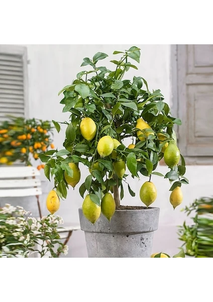 Bonsai Limon Tohumu 10'lu + Torf + Saksı + Tohum