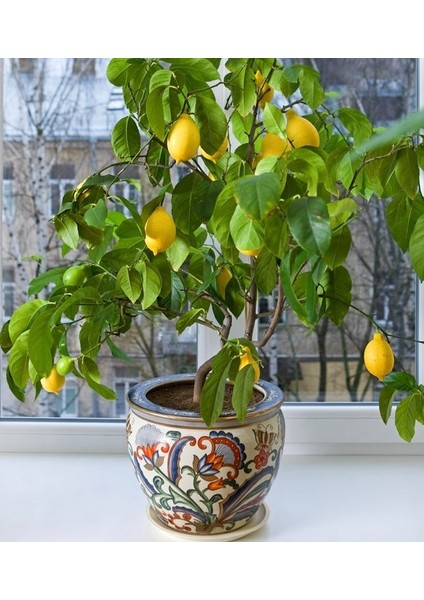 Bonsai Limon Tohumu 10'lu + Torf + Saksı + Tohum