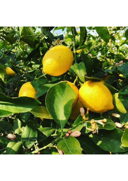 6 Yaş Aşılı Yediveren-Mayer Limon Fidanı (Saksılı)
