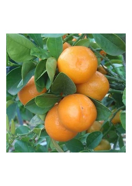 Obovata-İri Kamkat (5 Yaş 75 Cm (İri Ve Yuvarlak Kamkat))