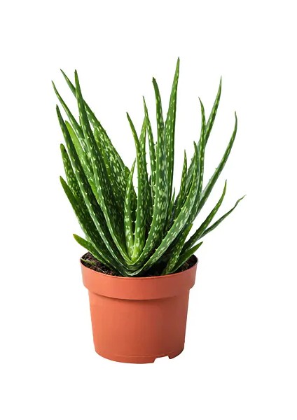 Aloevera