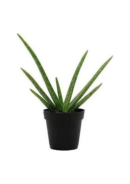 Aloevera