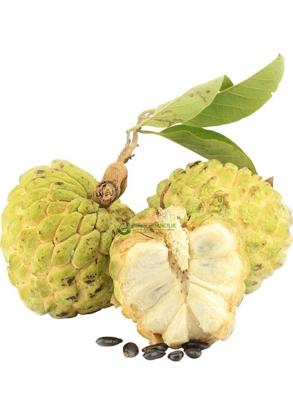 Şugar Apple (Şeker Elma) Fidanı (Çok Nadir Fidan Son 2 Adet)