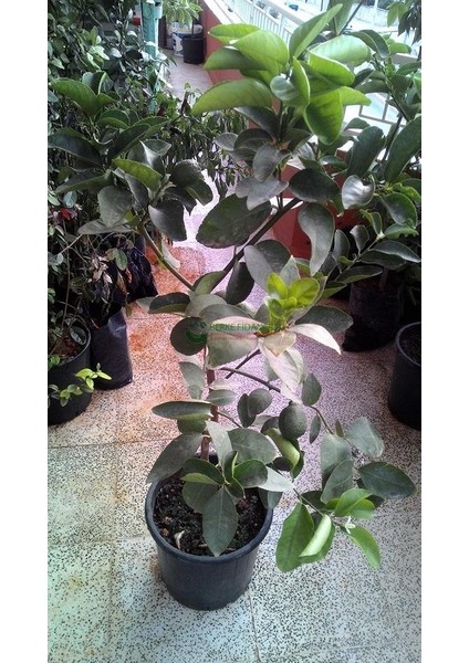 Tahiti Lime (Dikensiz-Çekirdeksiz) Fidanı 6 Yaş