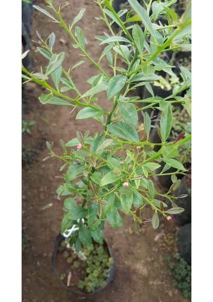 Blood Lıme (Avustralya Kırmızı Lime) 2 Yaş