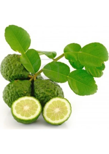 Berke Fidancılık Kaffir Lime Limon Fidanı Nadir Çeşit 5 Yaşlı Tüplü