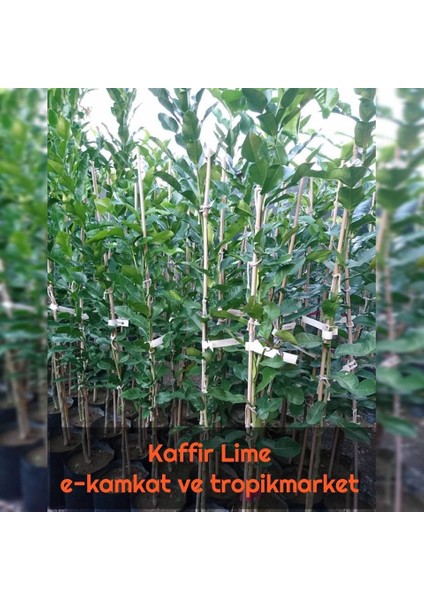 Berke Fidancılık Kaffir Lime Limon Fidanı Nadir Çeşit 5 Yaşlı Tüplü