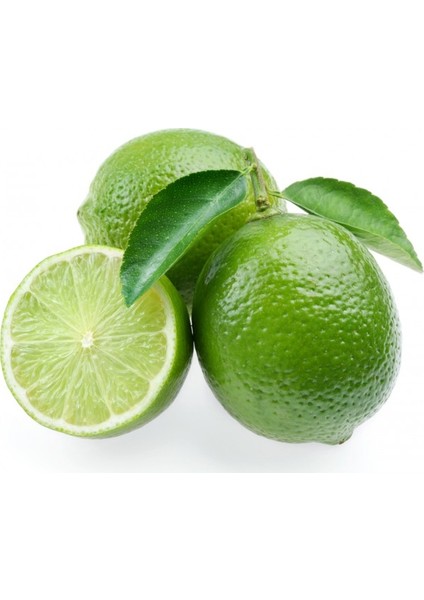 Dikensiz Mexican Lime Limon Fidanı Nadir Çeşit 5 Yaşlı Tüplü