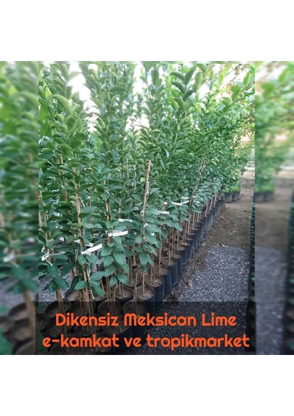 Dikensiz Mexican Lime Limon Fidanı Nadir Çeşit 5 Yaşlı Tüplü