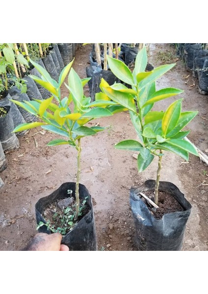 4 Yaş Pomela Ağacı Aşılı Torbalı 80 Cm Üzeri modelleri