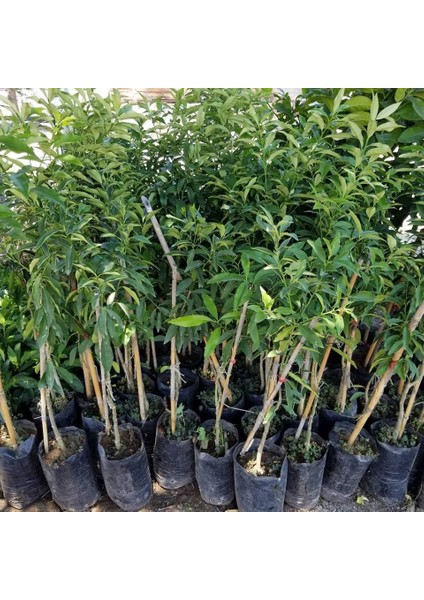 Kamkat 60-90 Cm Aşılı 2.5 Yaş