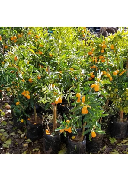 Berke Fidancılık Kamkat-Kumquat 60-85 Cm Aşılı 3.5 Yaş