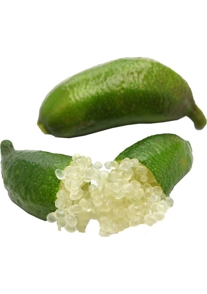 Berke Fidancılık 8 Yaş (Meyveli) Finger Lime - Parmak Limon (Sınırlı Tok)