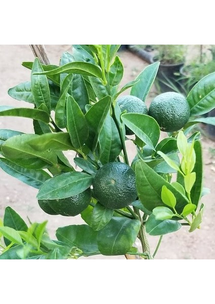 Saksılık Mandalina 3 Yas Bol Dalli