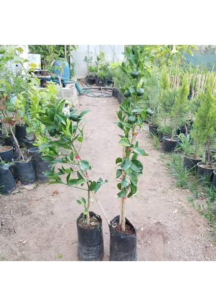 Saksılık Mandalina 3 Yas Bol Dalli