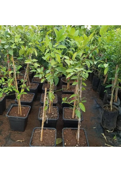 Limequat Nadir Çeşit 6 Yaş Saksılı