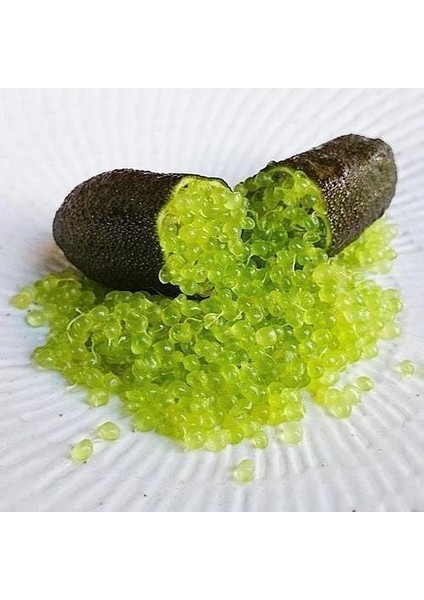 Finger Lime Collette (Bize Özel Sınırlı Stok)