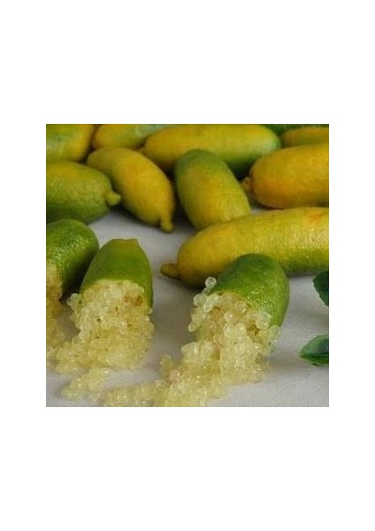 Finger Lime Sunshıne Yellow (Bize Özel Sınırlı Stok)