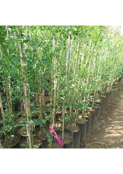 Finger Lime Sunshıne Yellow (Bize Özel Sınırlı Stok)