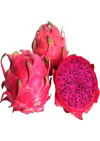 Kırmızı Pitaya (Ejder Meyvesi) Köklü Ve 100-130 Cm (Meyve Verecek Yaşta)